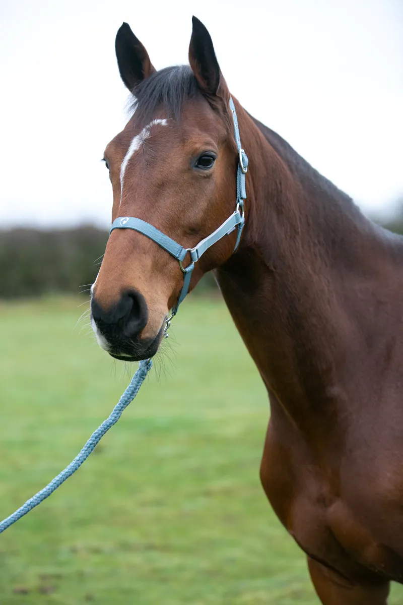 Hy Equestrian Synergy Head Collar and Lead Rope - Aqua/Silver-3